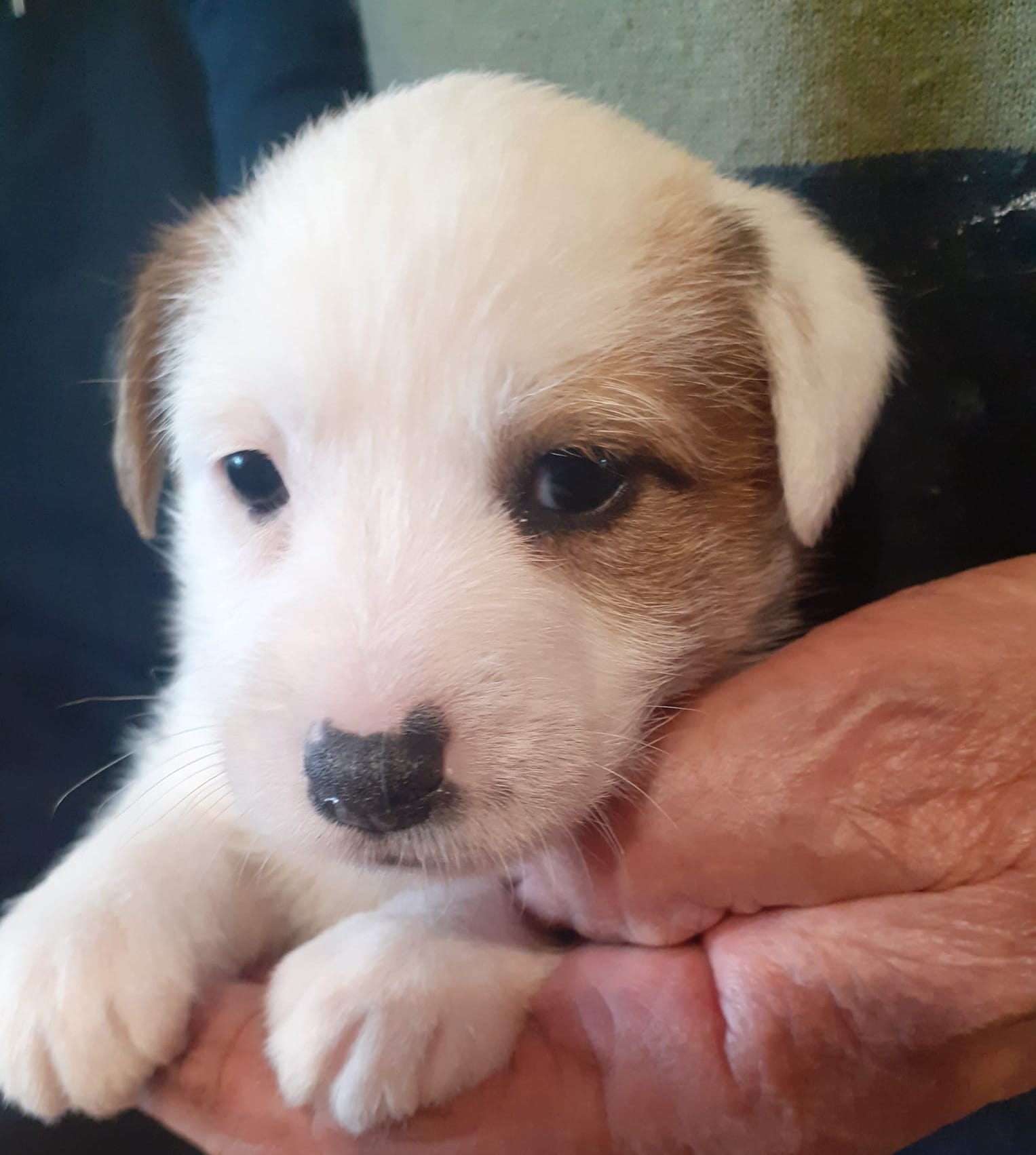 BIANCA Fattoria Tabarrino Allevamento jack russell terrier