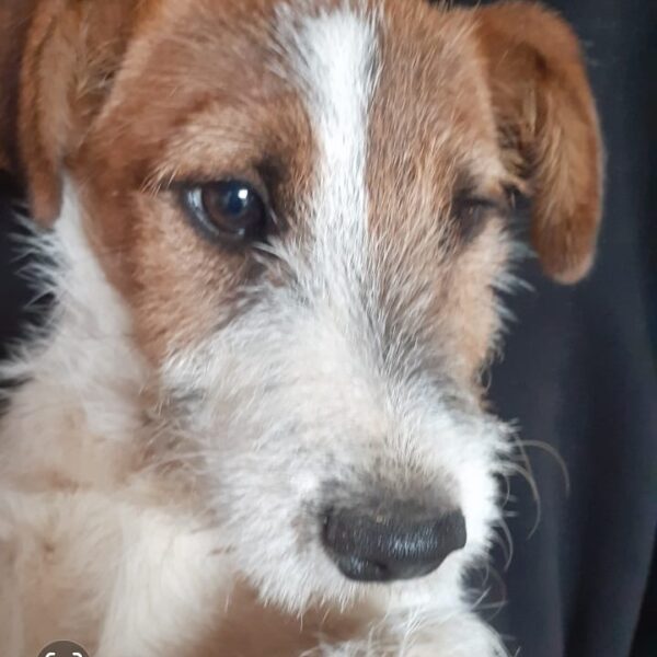 ALDO Fattoria Tabarrino Allevamento jack russell terrier